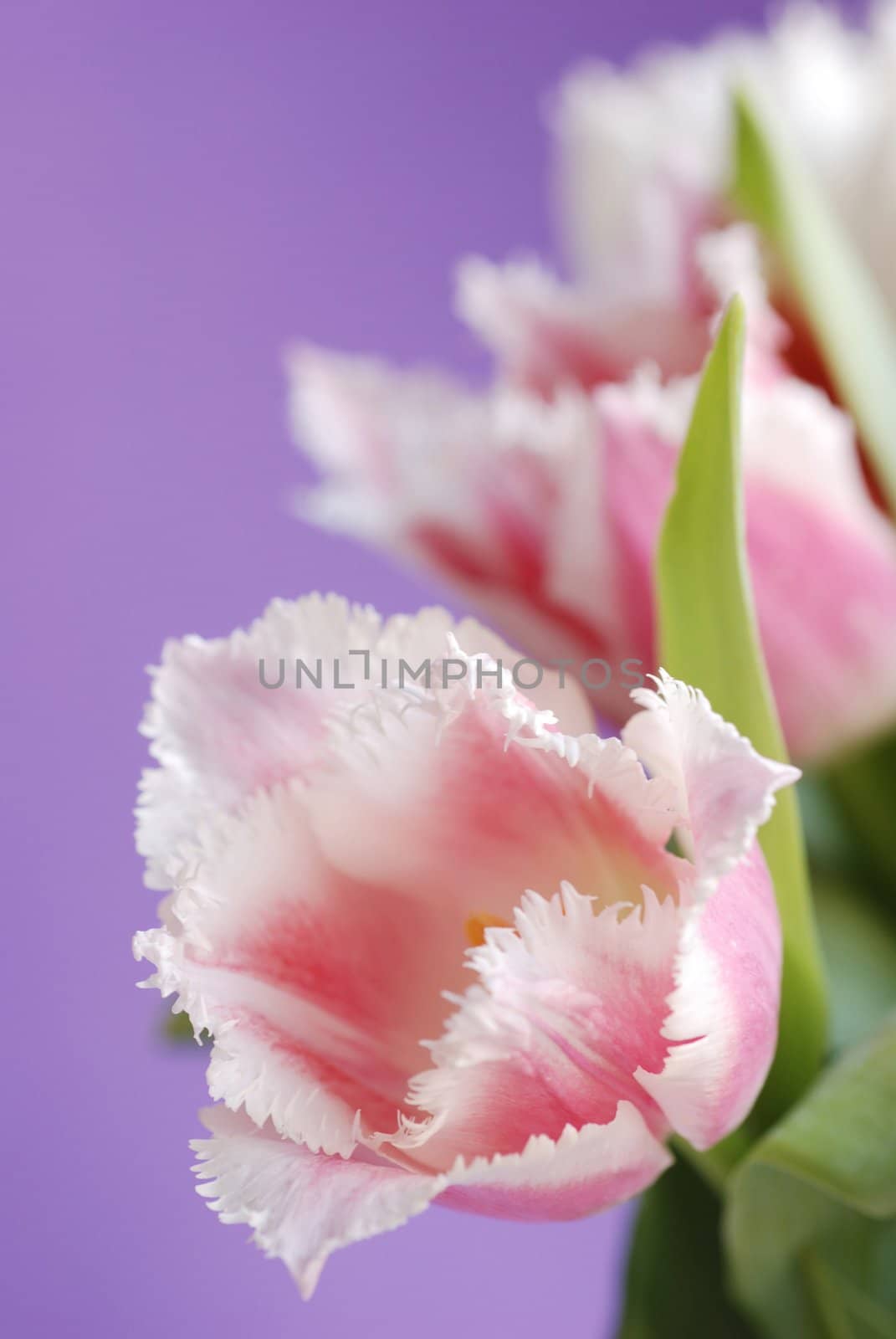 A lot of tulips on a violet background