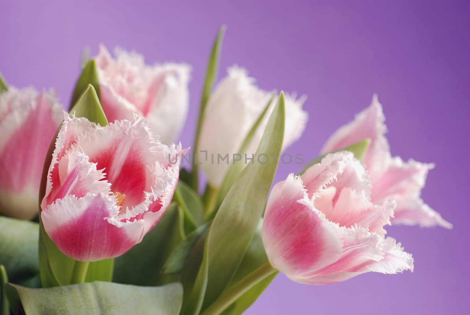 A lot of tulips on a violet background