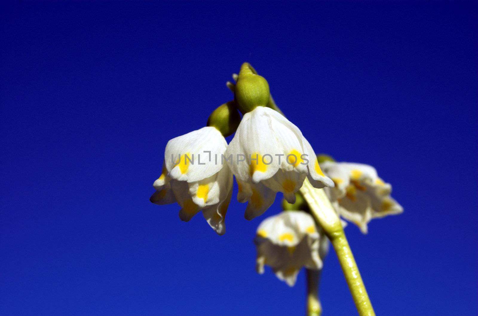 Karpatian snowdrop. Clear blue sky.