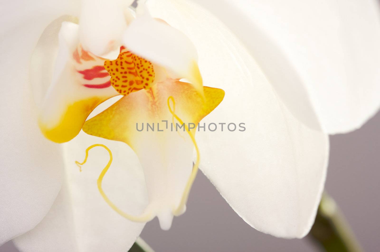 Beautiful White Macro Orchid Flower Blossom.