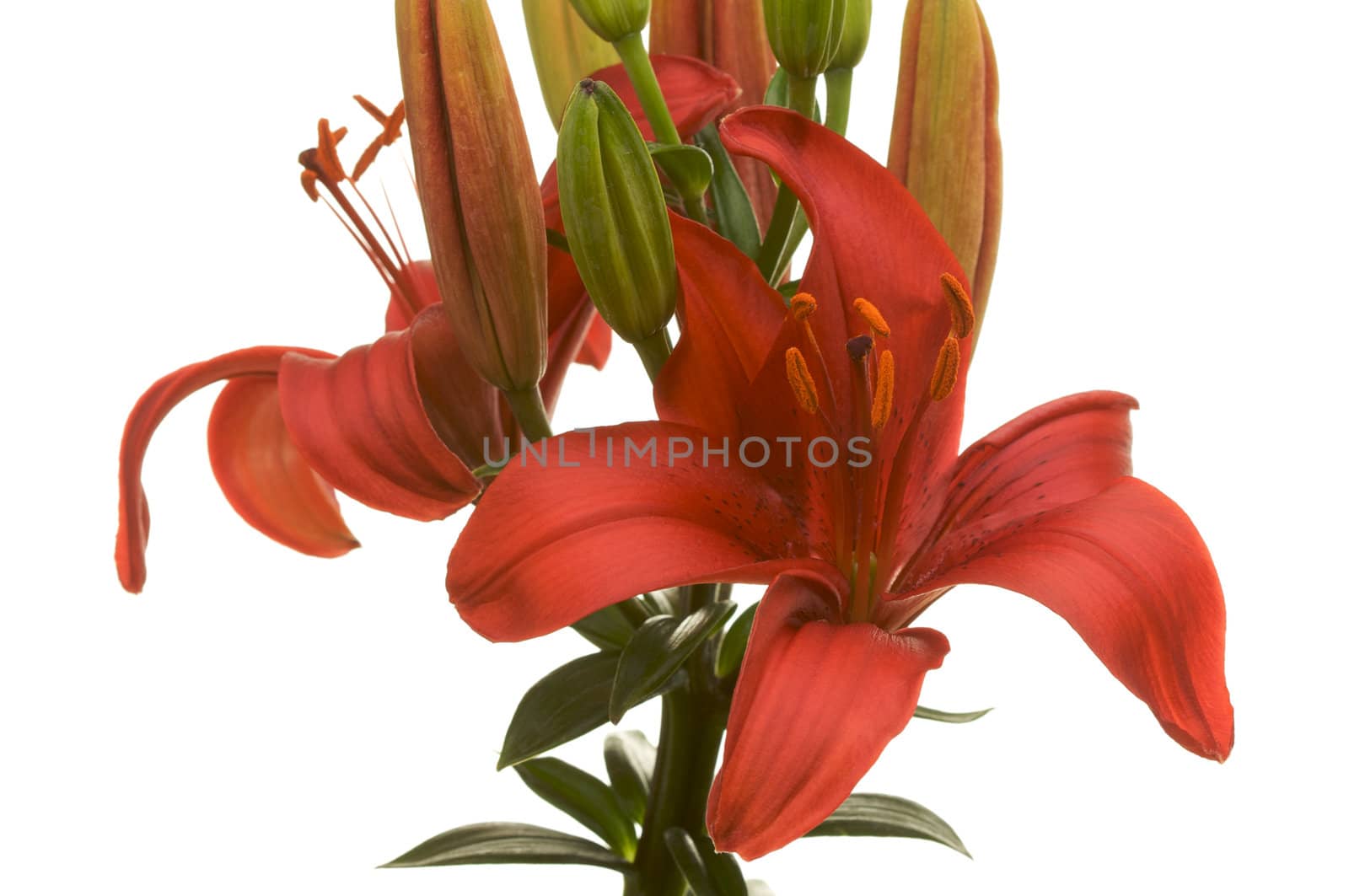 Beautiful Asiatic Lily Bloom by Feverpitched