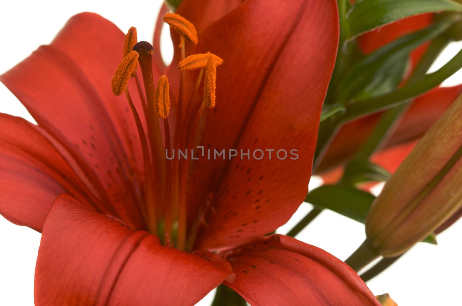 Beautiful Asiatic Lily Bloom on a White Background.