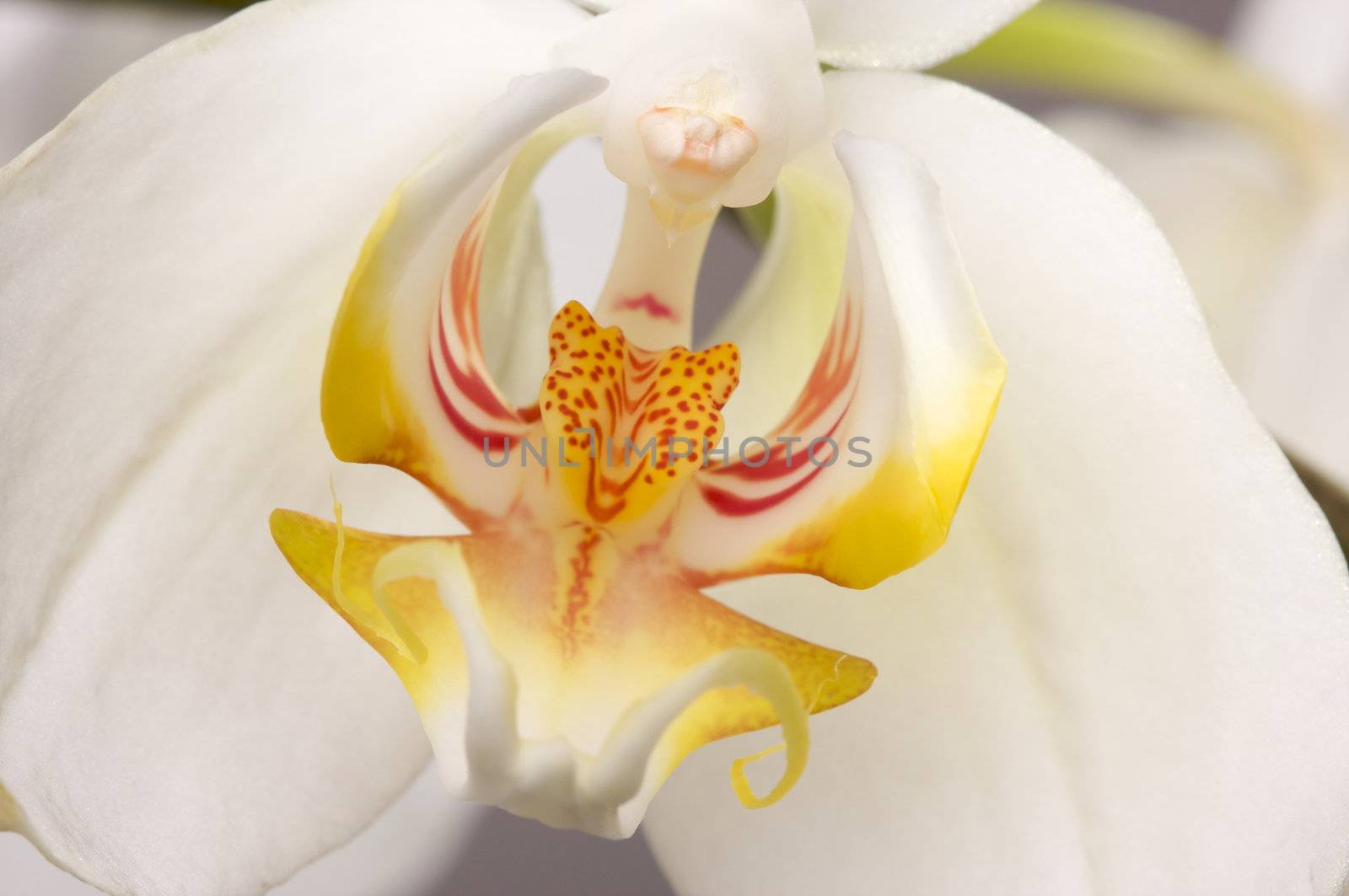 Beautiful White Macro Orchid Flower Blossom.