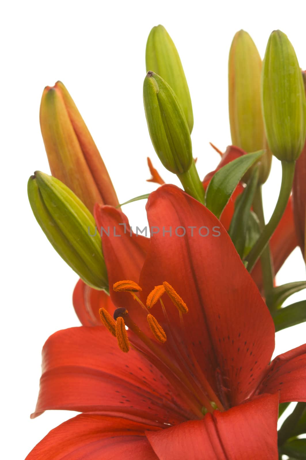 Beautiful Asiatic Lily Bloom on a White Background.