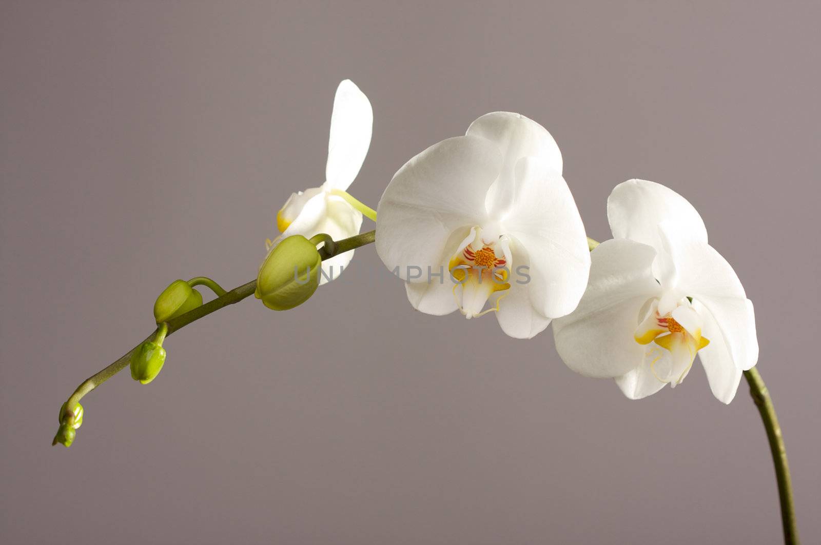 Beautiful White Orchid Branch Blossoms.