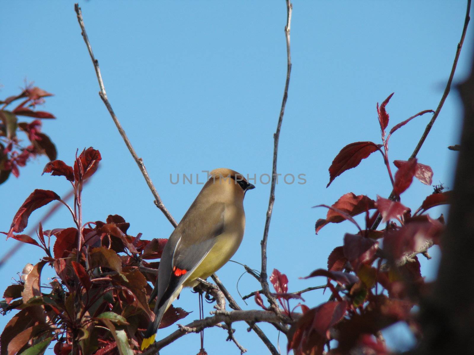 Cedar Waxwing by hicster