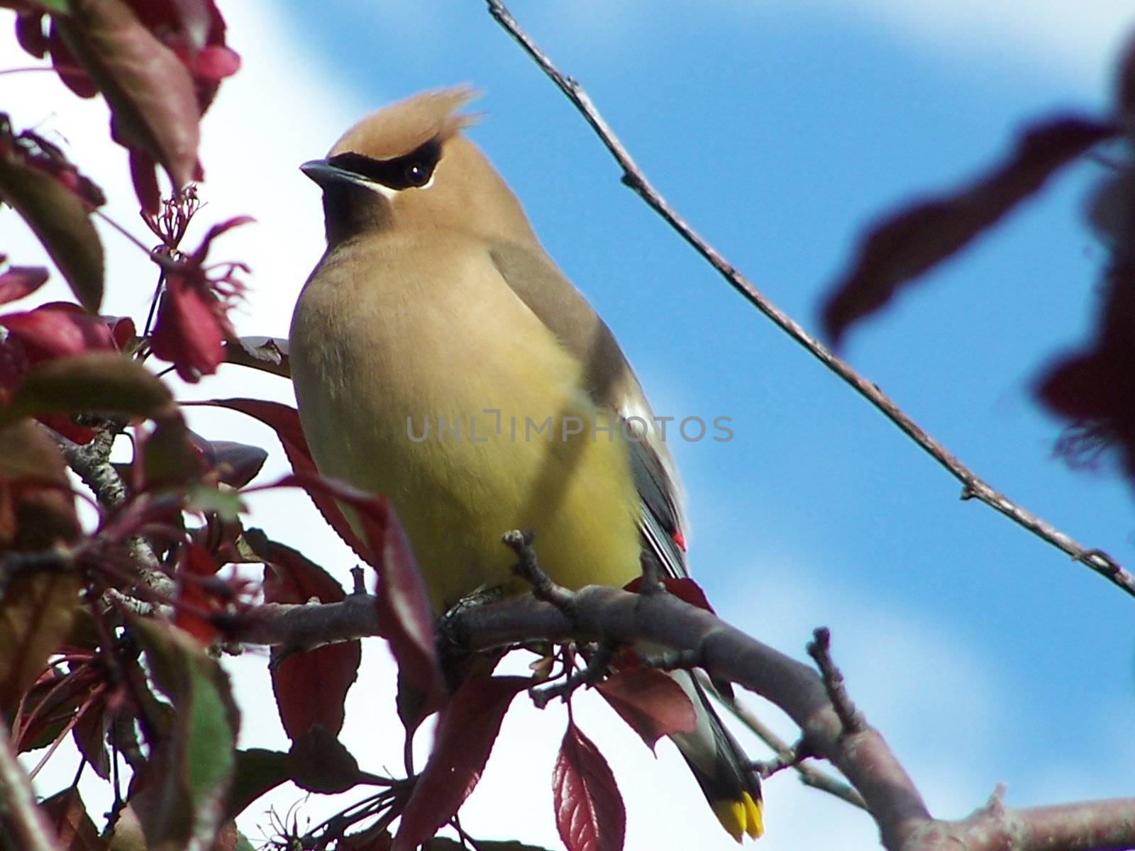 Cedar Waxwing perched on a branch of a fruit tree