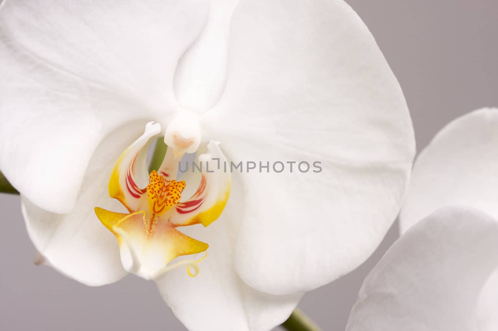 Macro Orchid Flower Blossoms by Feverpitched