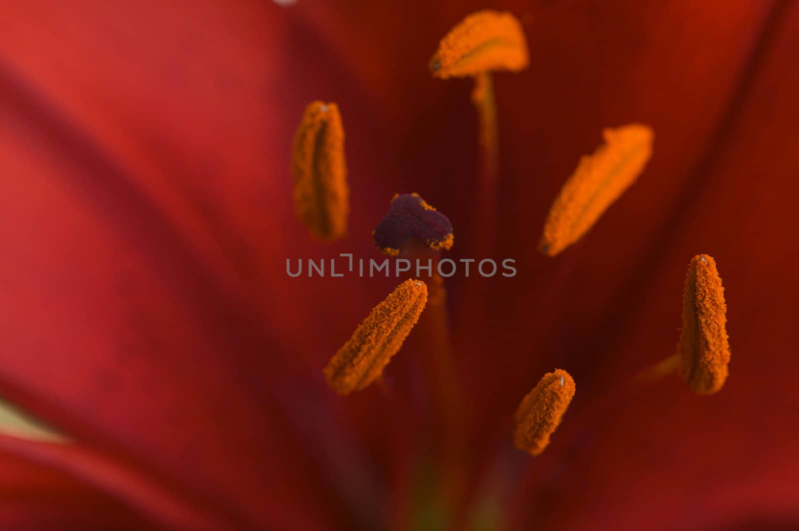 Beautiful Asiatic Lily Anthers with Pollen Sacs.