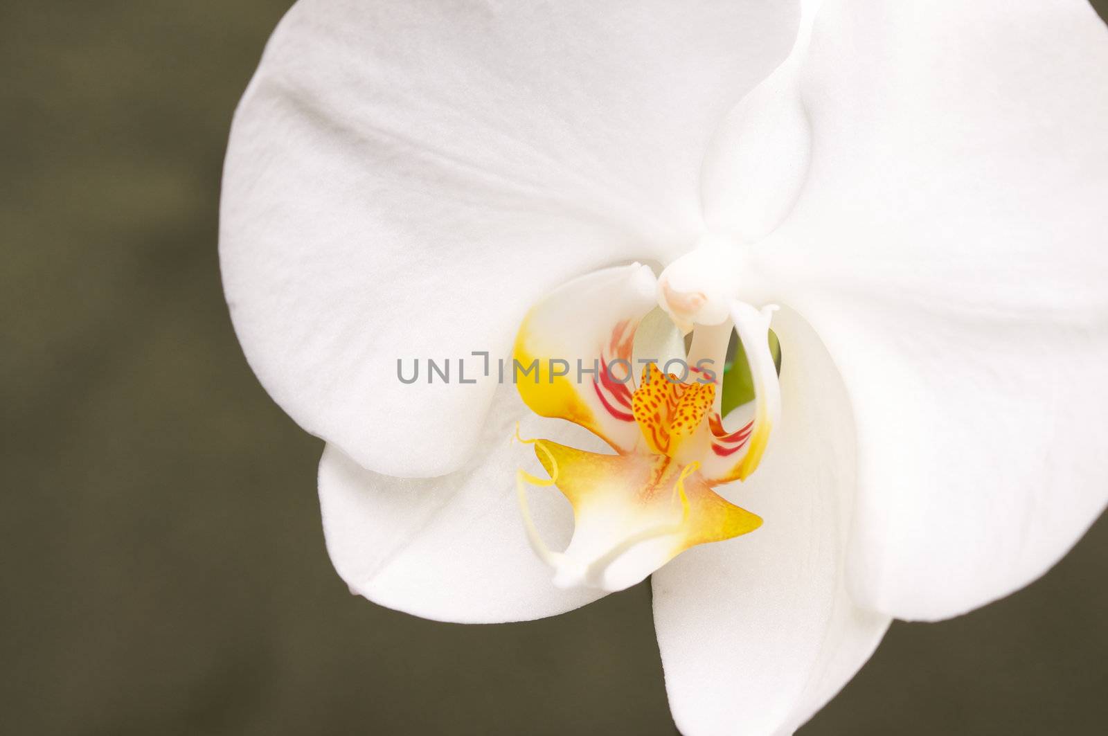 Beautiful White Macro Orchid Flower Blossom on Green.