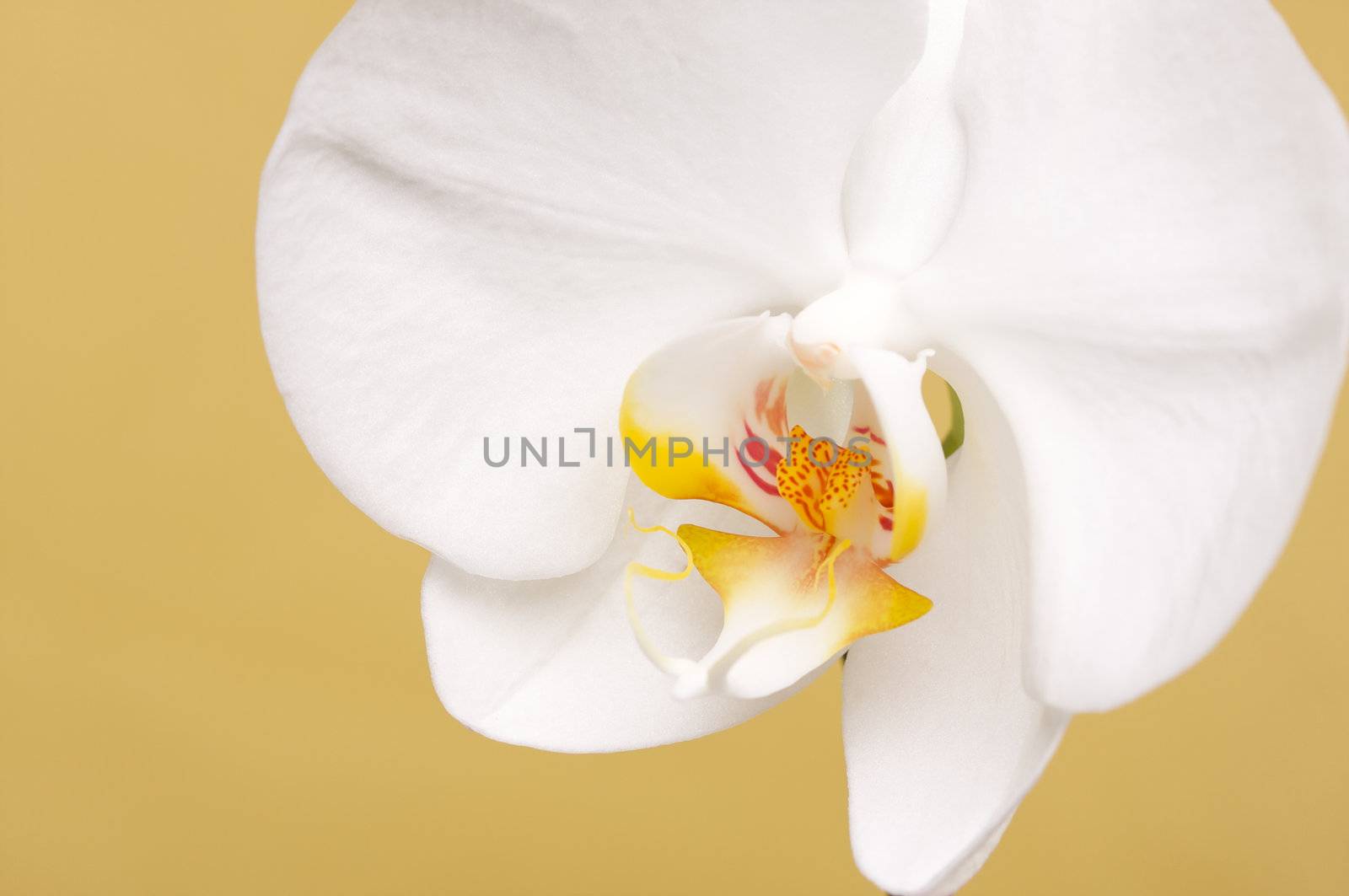 Beautiful White Macro Orchid Flower Blossom on Warm Yellow.