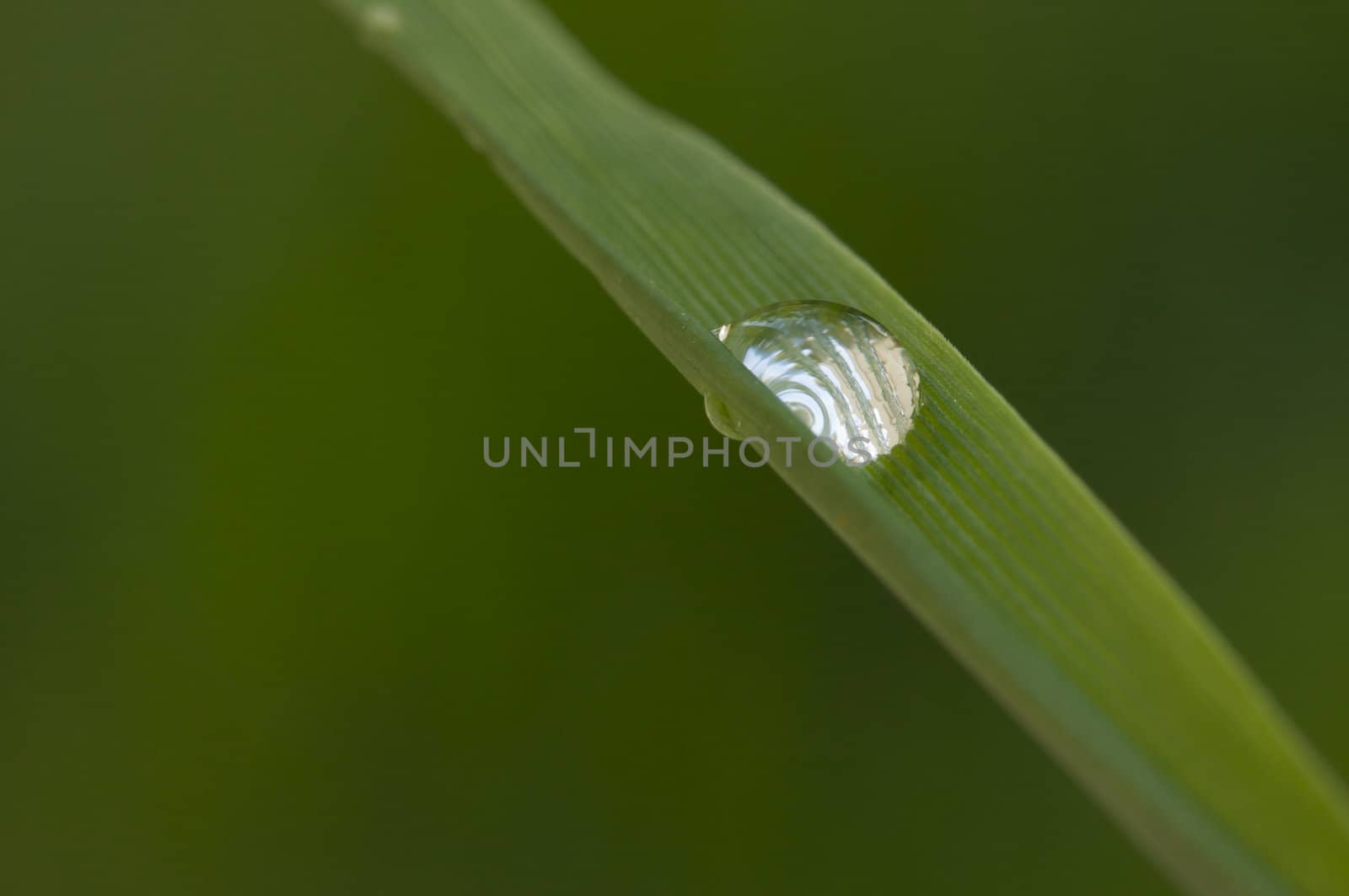 Macro Image of Water Drop on Blade of Grass.