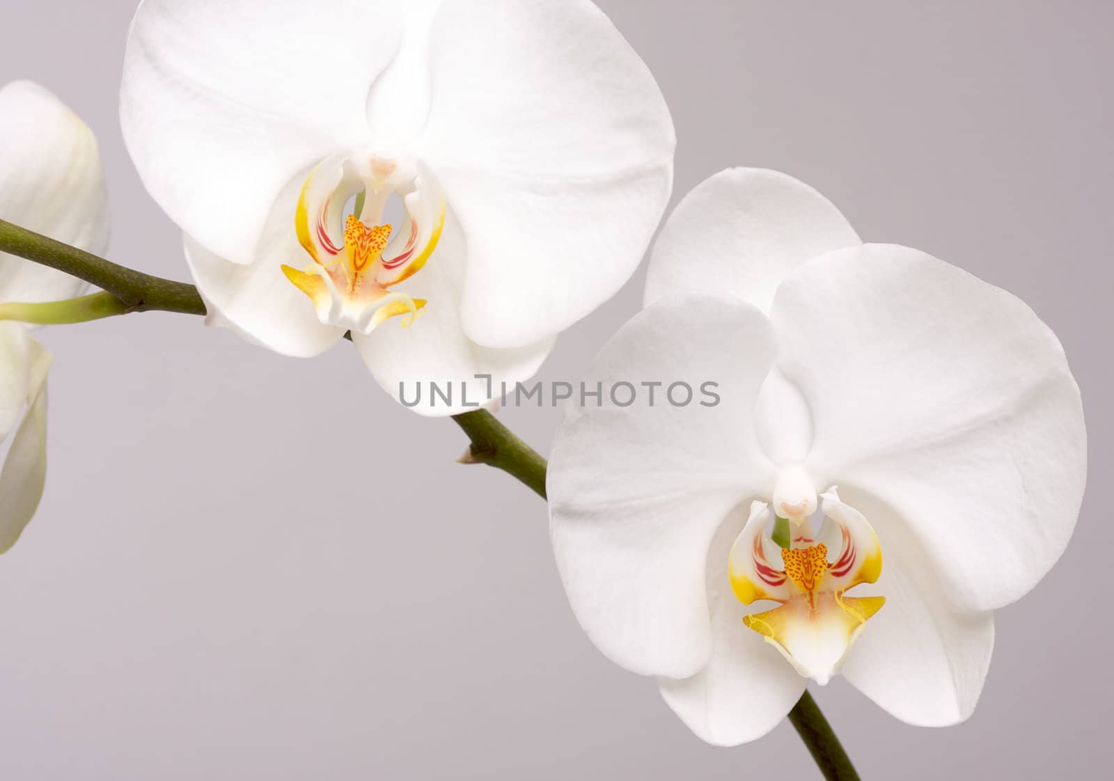 Beautiful White Orchid Branch Blossoms.