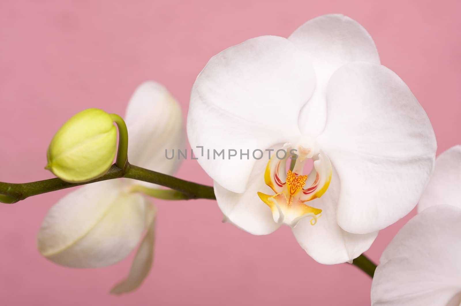 Macro Orchid Flower Blossoms by Feverpitched