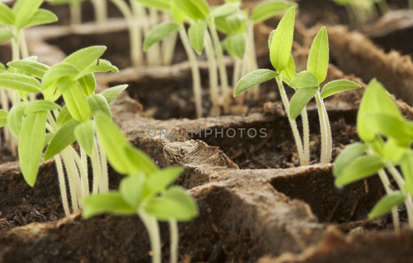 Sprouting Plants in a Row