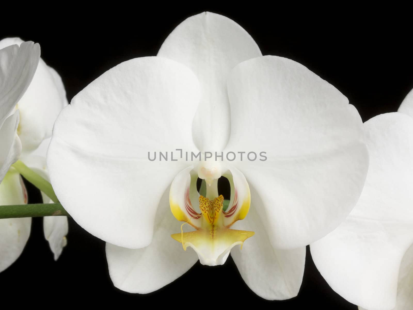 White Orchids on A Black Background