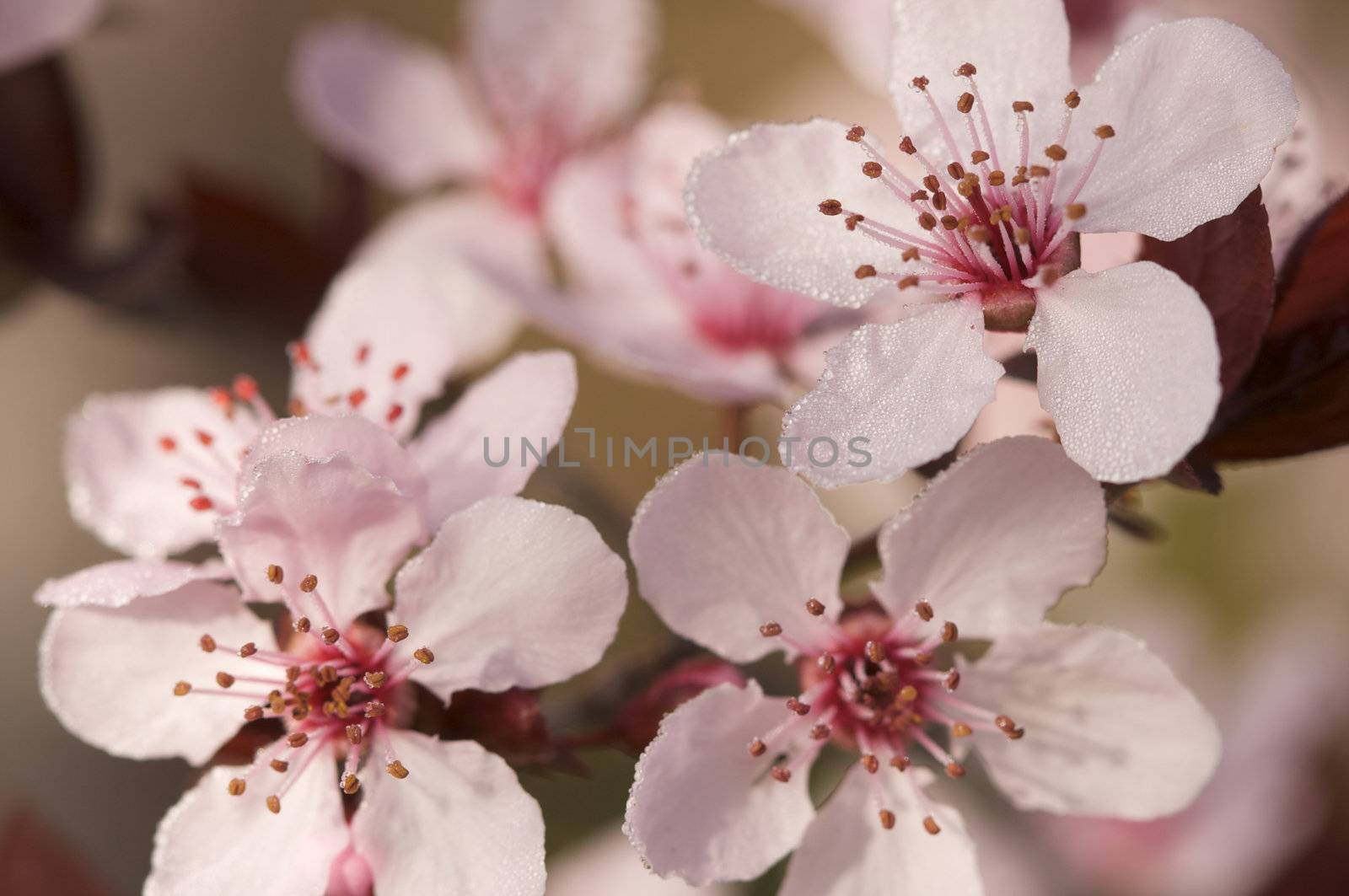 Early Spring Pink Tree Blossoms and Dew Drops with Narrow Depth of Field.