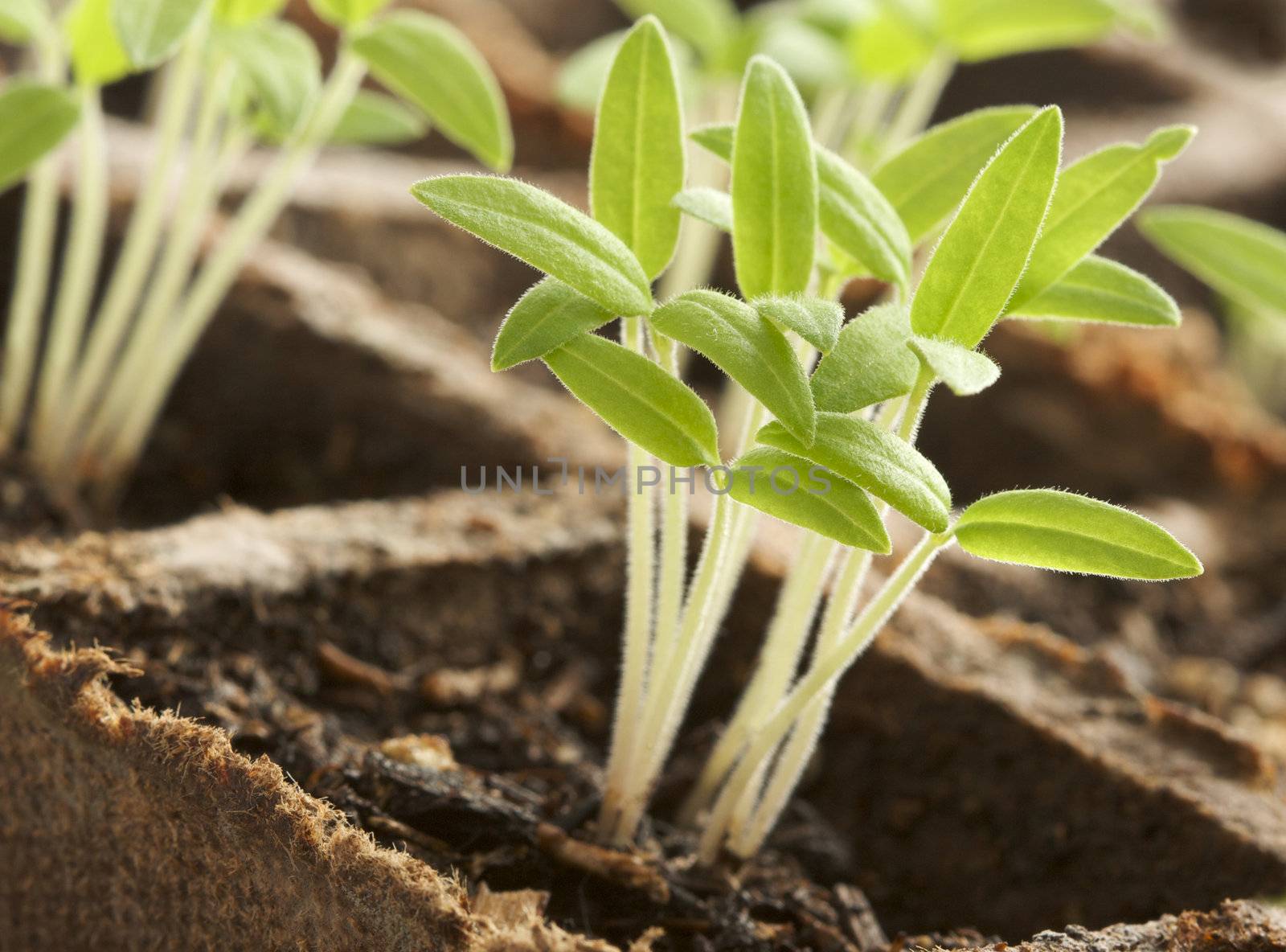 Sprouting Plants in Rows