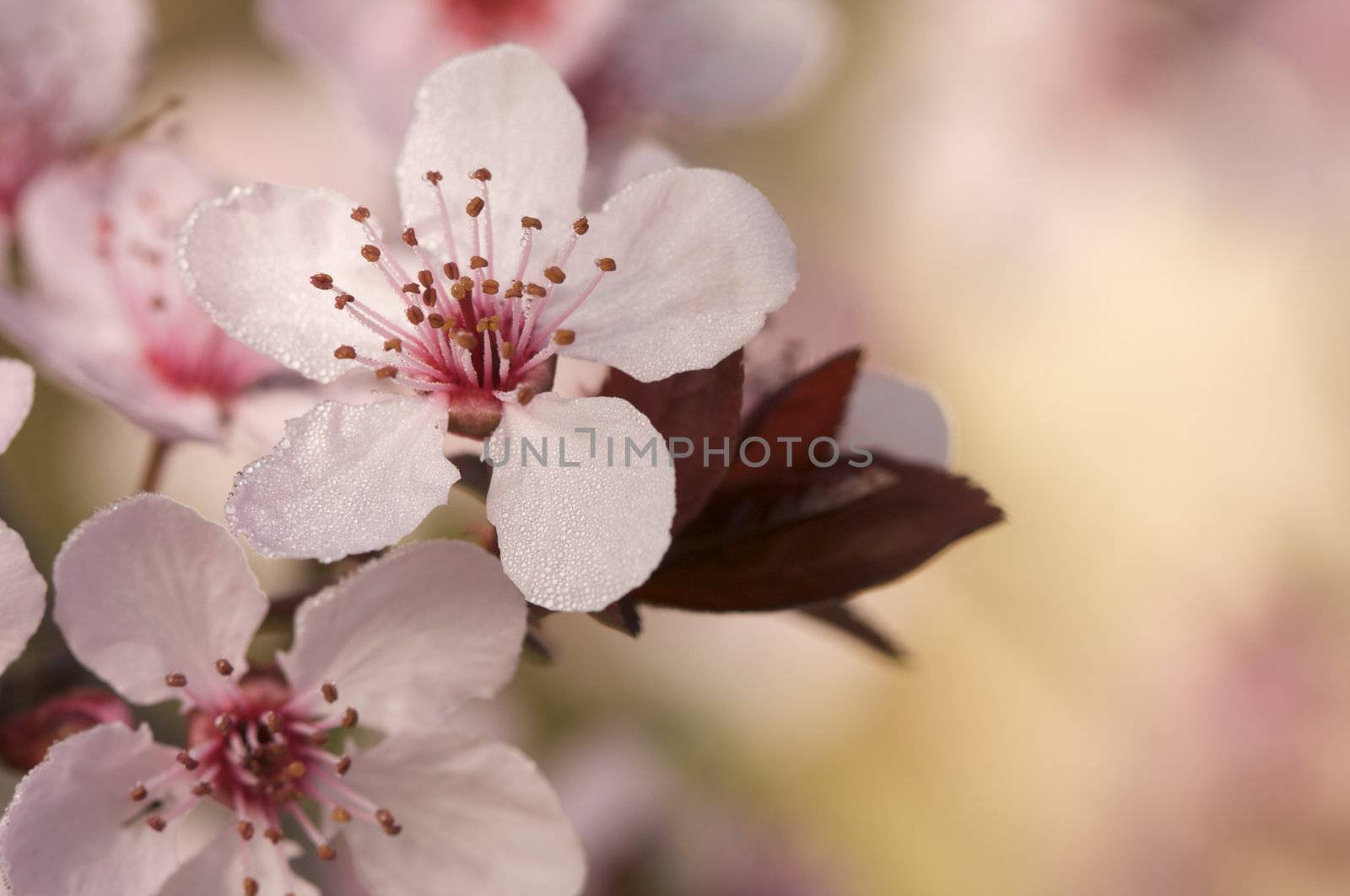 Early Spring Pink Tree Blossoms by Feverpitched