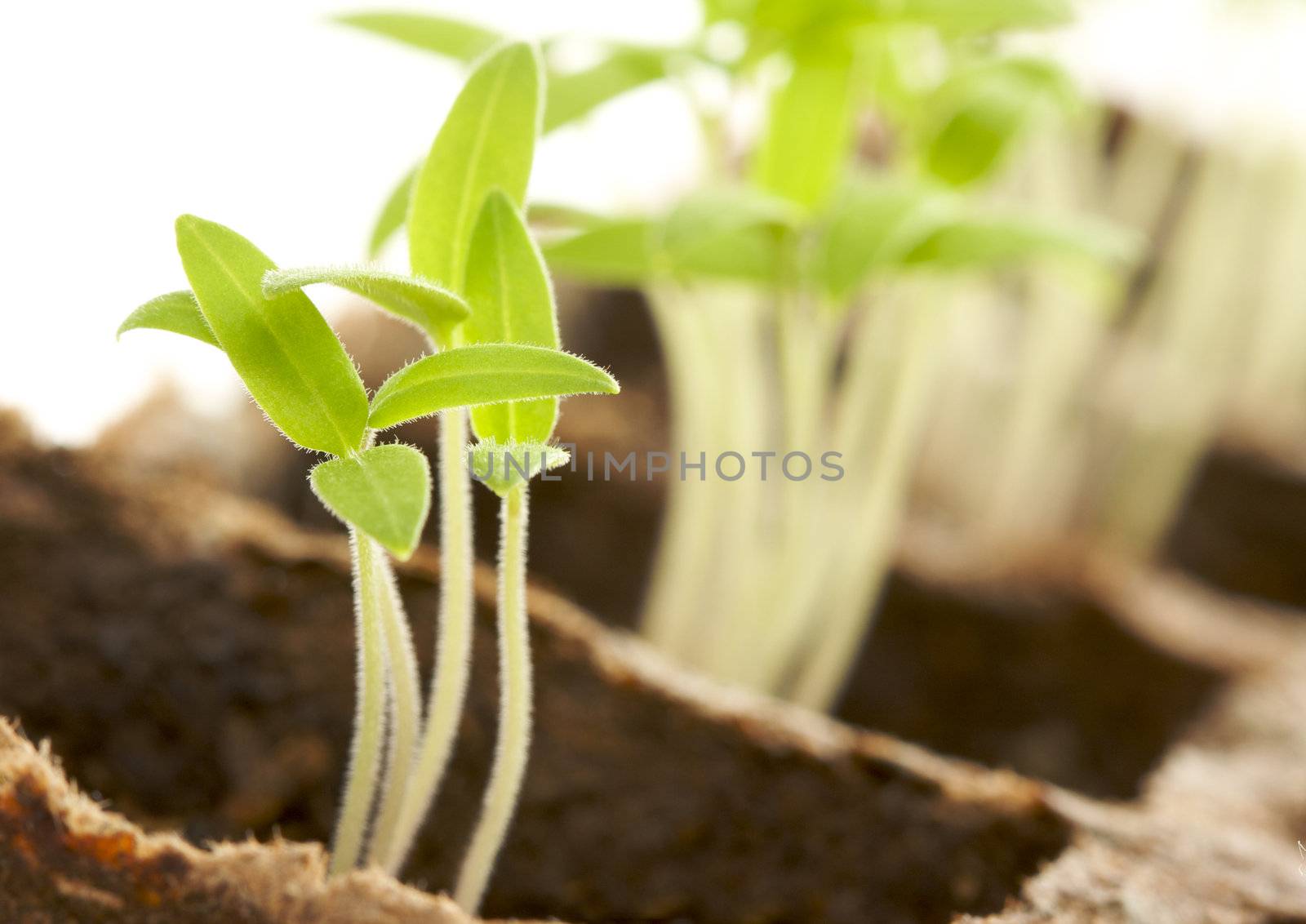 Backlit Sprouting Plants with White Background.