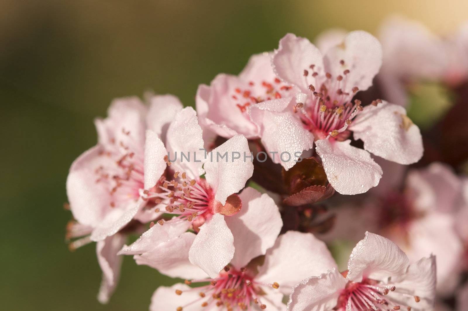 Early Spring Pink Tree Blossoms and Dew Drops with Narrow Depth of Field.