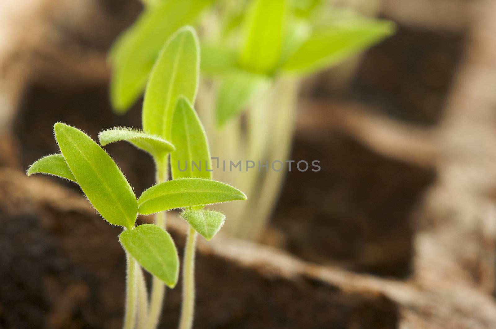 Sprouting Plants in Rows