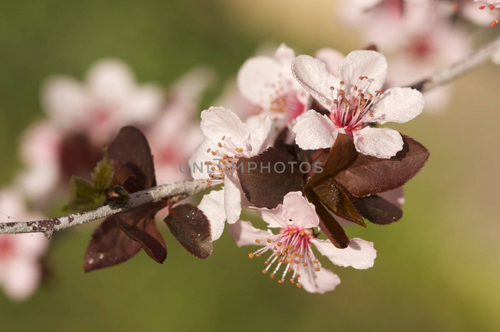 Early Spring Pink Tree Blossoms by Feverpitched