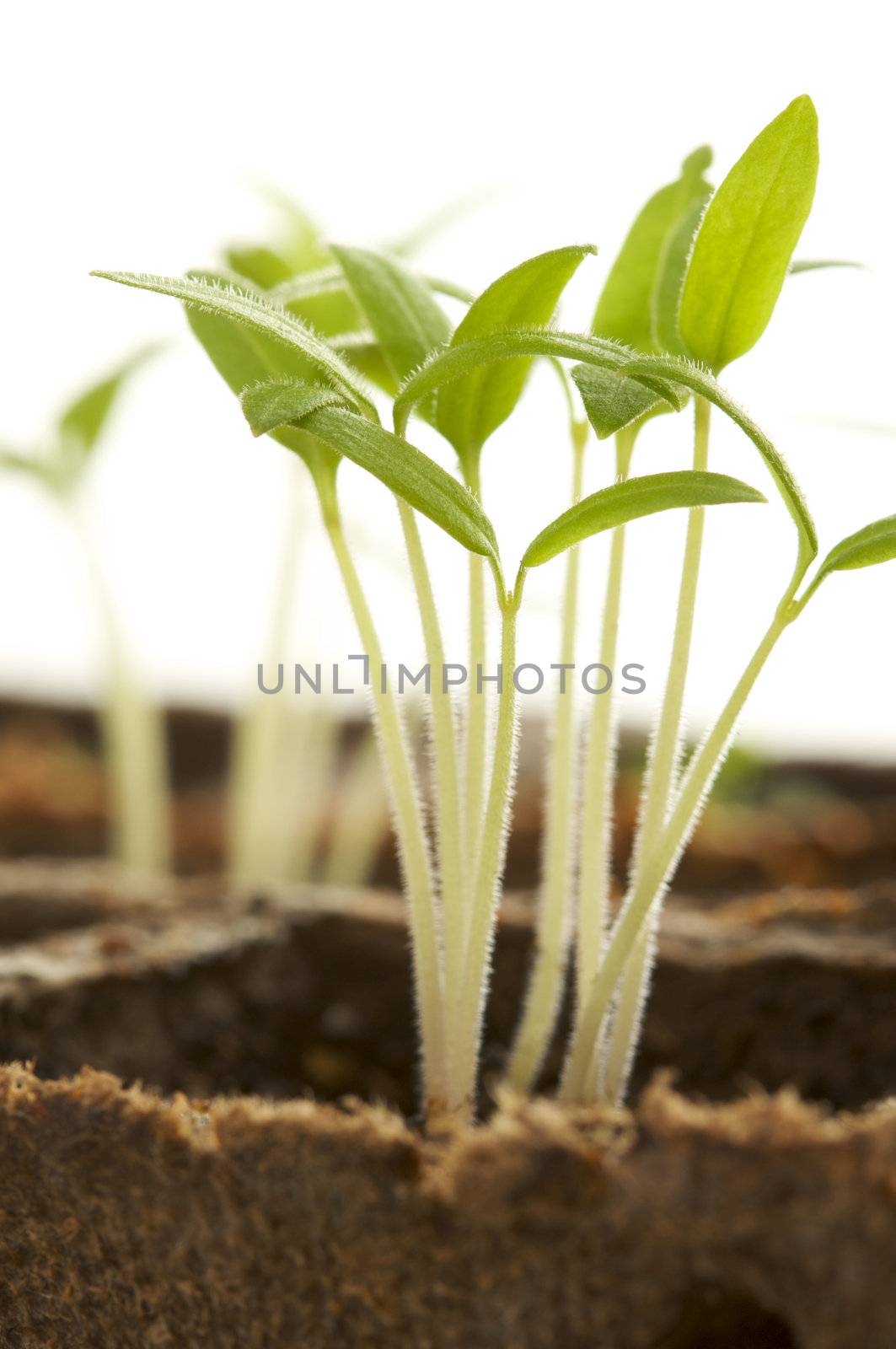 Backlit Sprouting Plants with White Background.