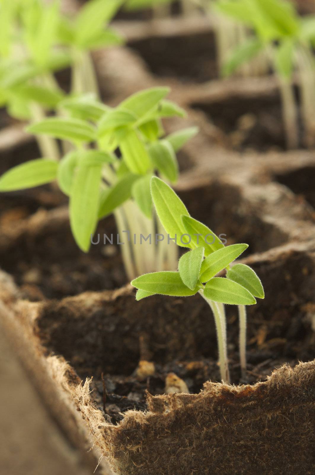 Sprouting Plants in a Row