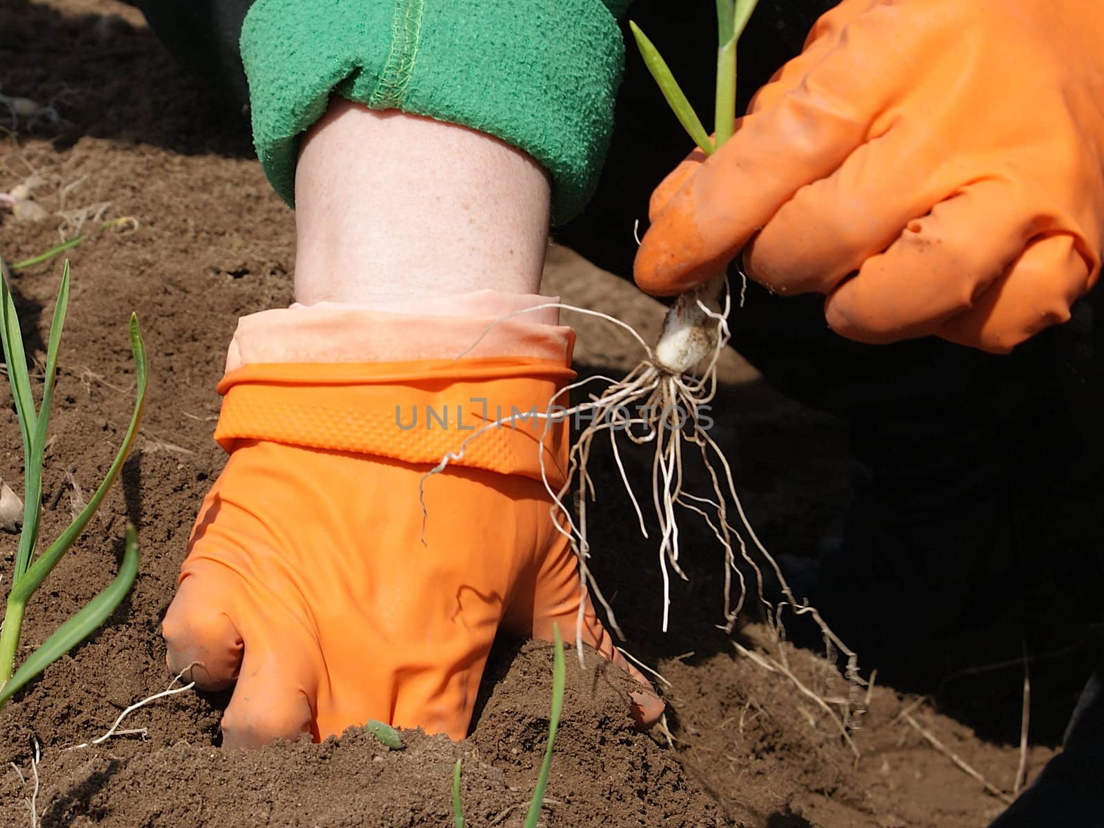 Sowing a plant in orange gloves