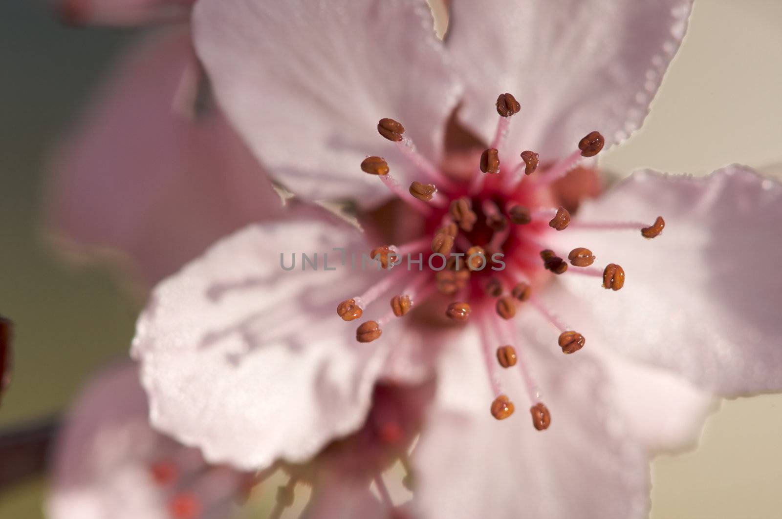 Early Spring Pink Tree Blossoms and Dew Drops with Narrow Depth of Field.