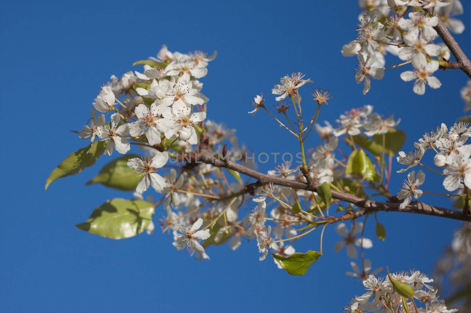 Flowering Tree Blossom in Early Springtime against a deep blue sky.