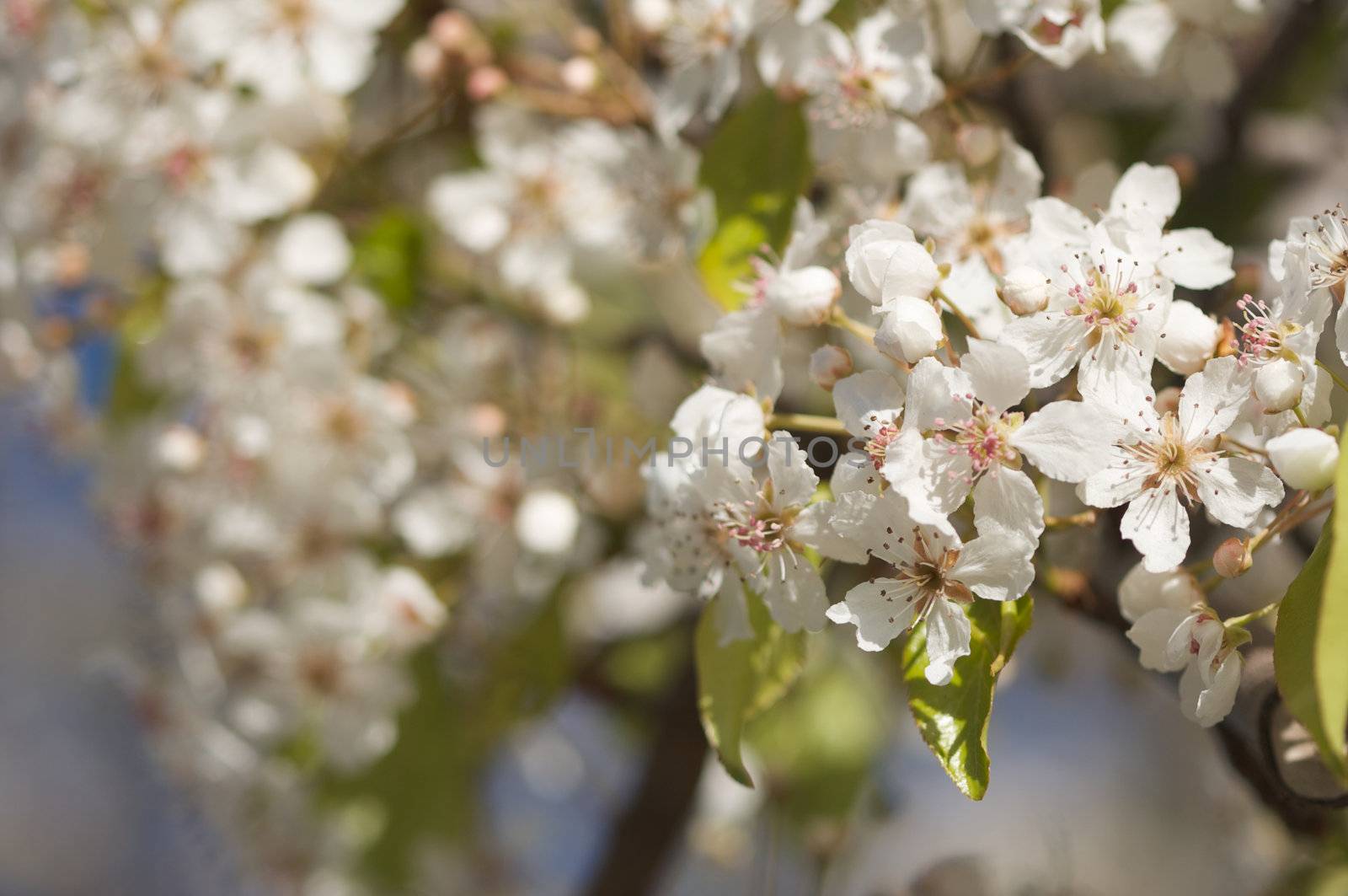 Spring Flowering Tree Blossom by Feverpitched