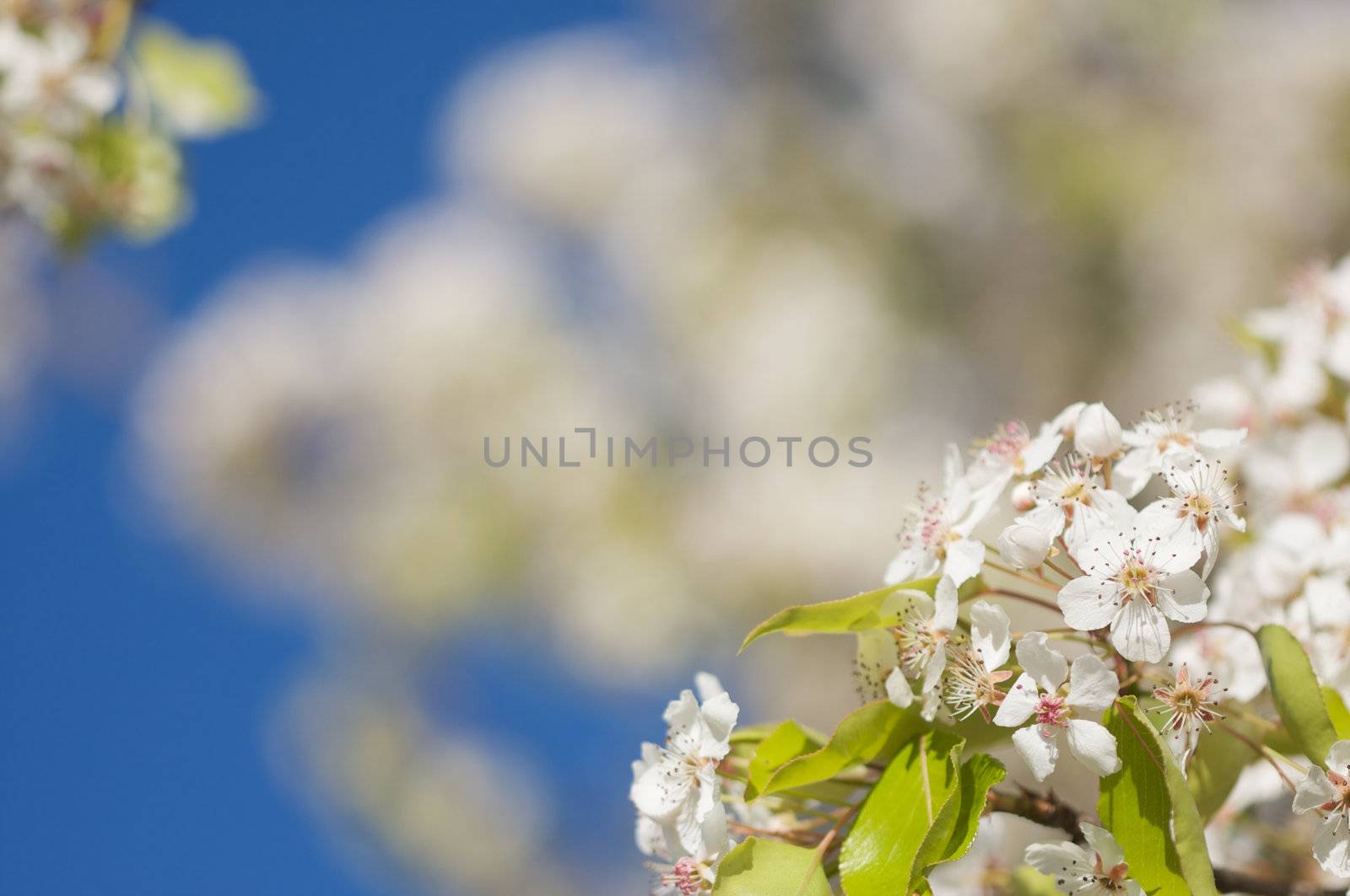 Flowering Tree Blossom in Early Springtime against a deep blue sky.