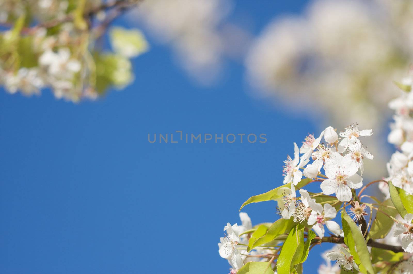 Flowering Tree Blossom in Early Springtime against a deep blue sky.