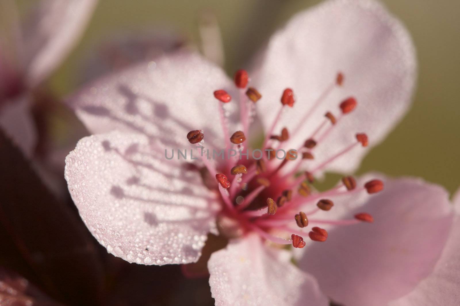 Early Spring Pink Tree Blossoms and Dew Drops with Narrow Depth of Field.