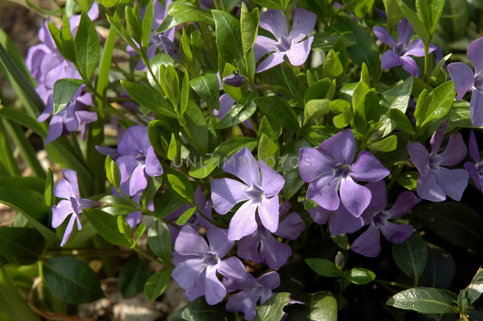 Evergreen vinca spring carpet with blue flowers