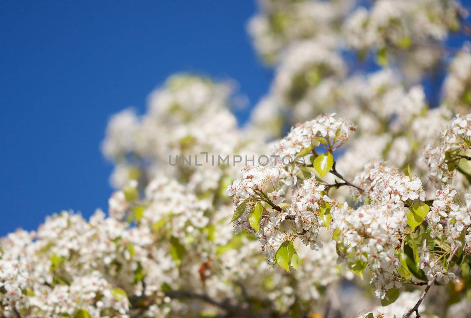 Flowering Tree Blossom in Early Springtime against a deep blue sky.