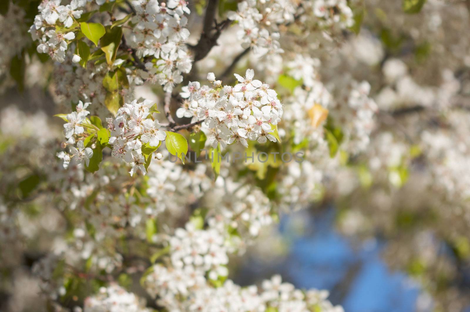 Flowering Tree Blossom in Early Springtime against a deep blue sky.