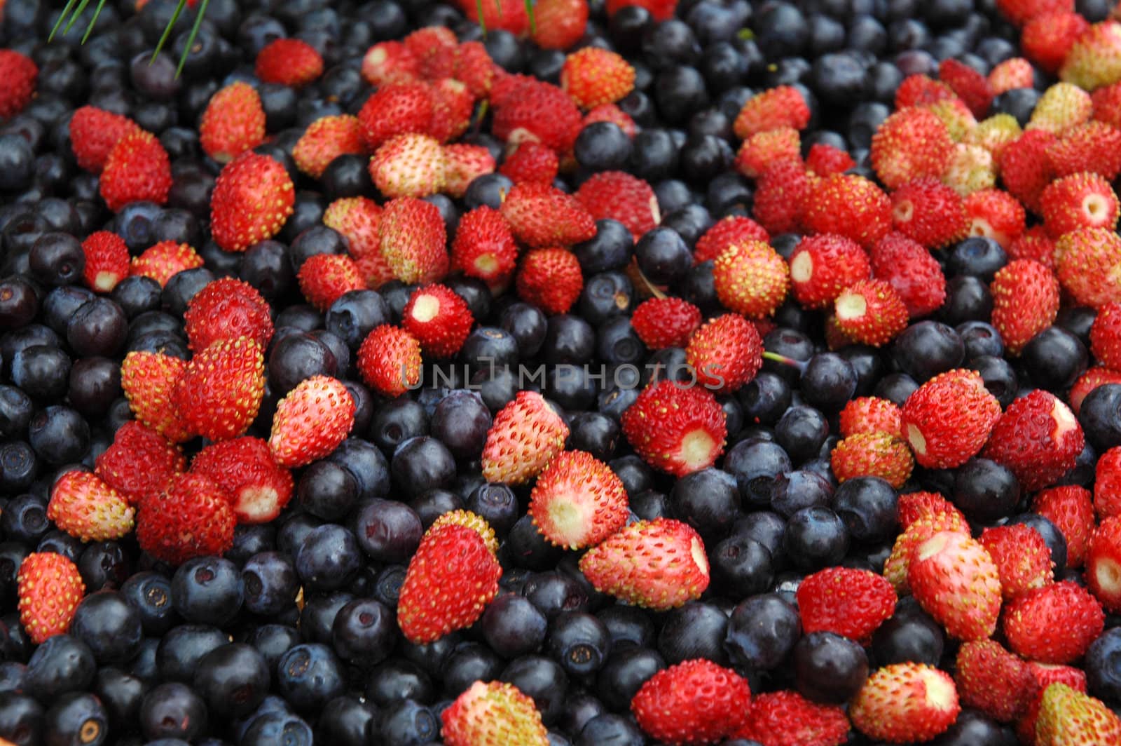 Mix of wood berries: wild strawberry and a bilberry