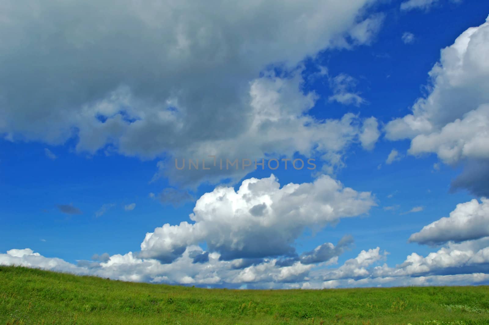 Green grass close up under blue sky and fluffy clouds