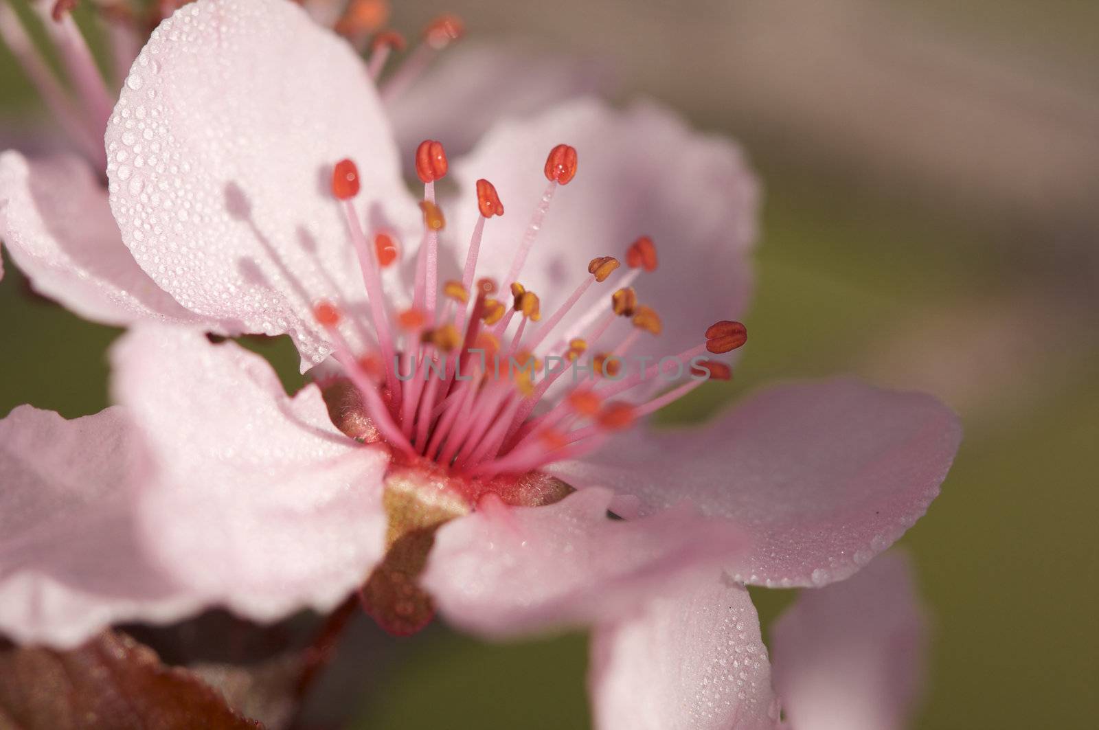 Early Spring Pink Tree Blossoms and Dew Drops with Narrow Depth of Field.