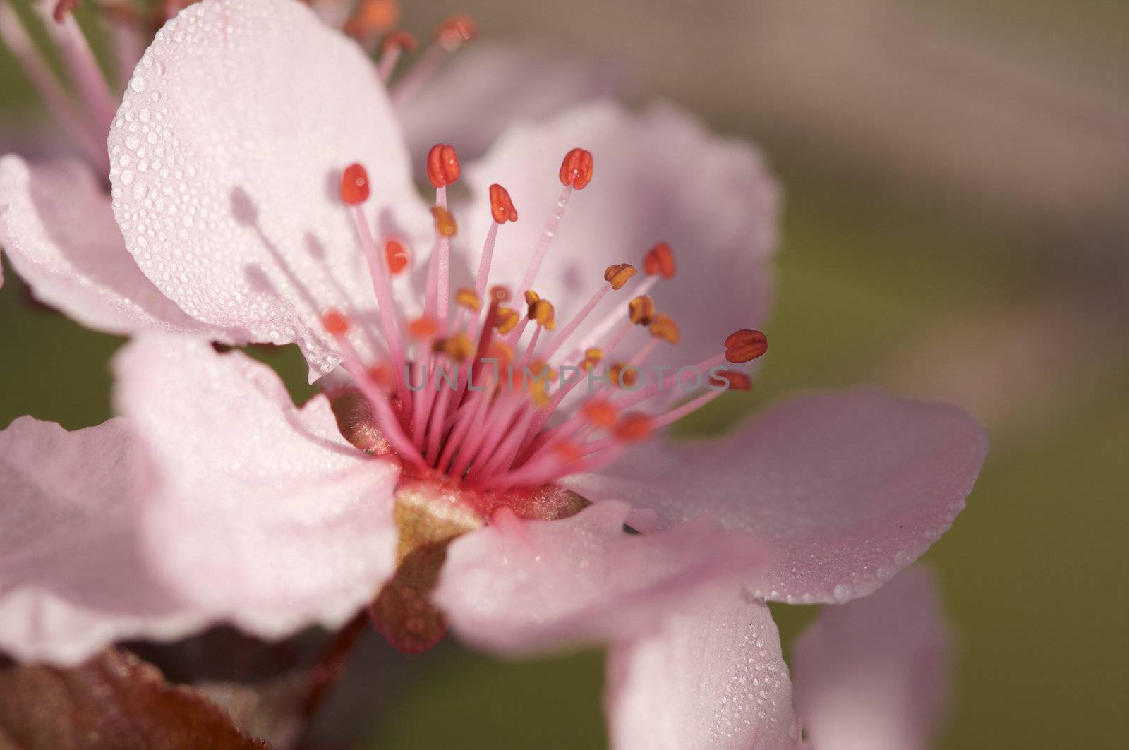 Early Spring Pink Tree Blossoms by Feverpitched