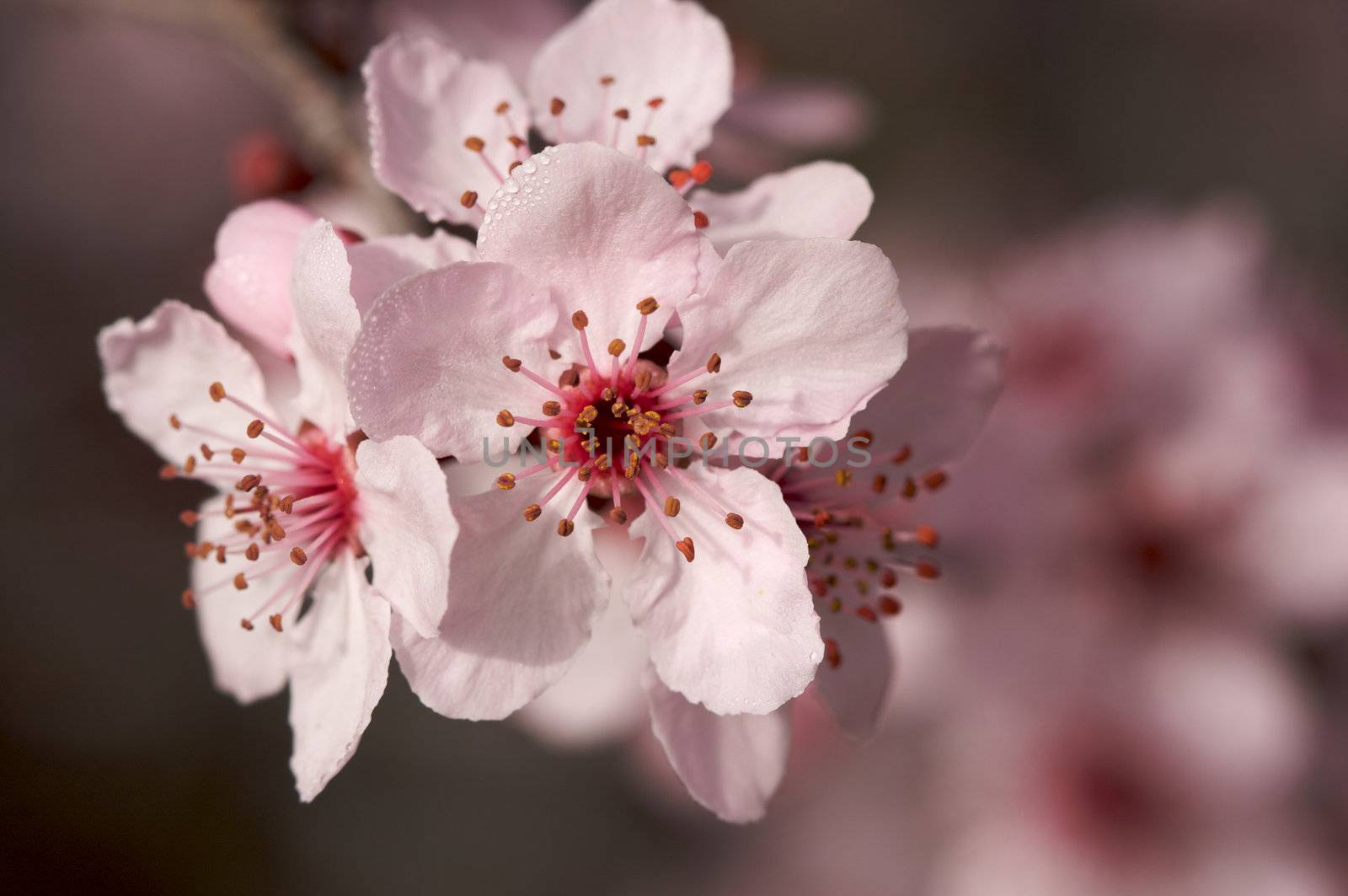 Early Spring Pink Tree Blossoms by Feverpitched