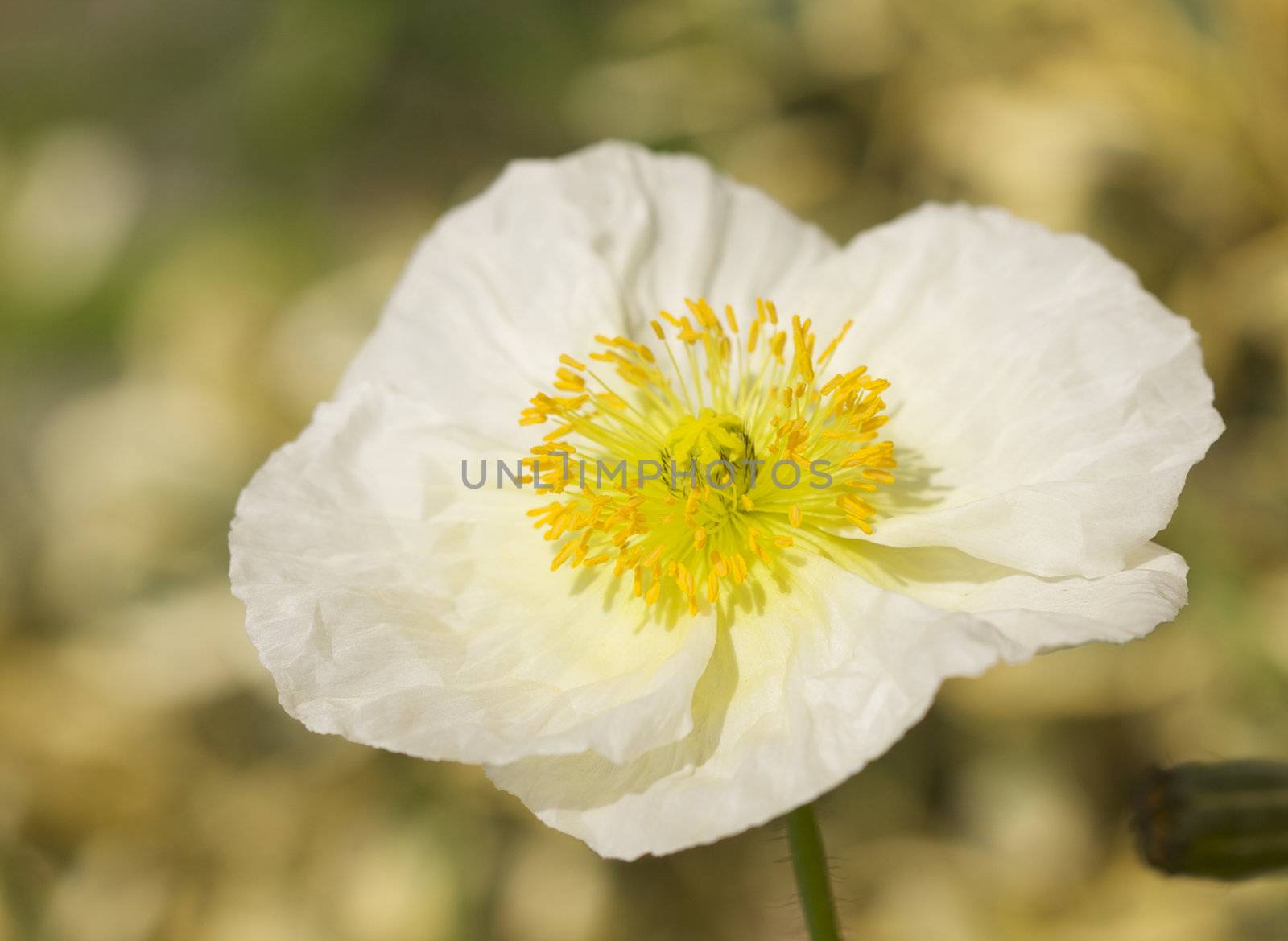 White Iceland Poppie Bloom by Feverpitched