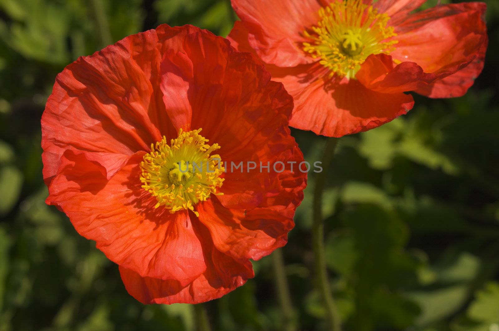 Red Iceland Poppies with Narrow Depth of Field