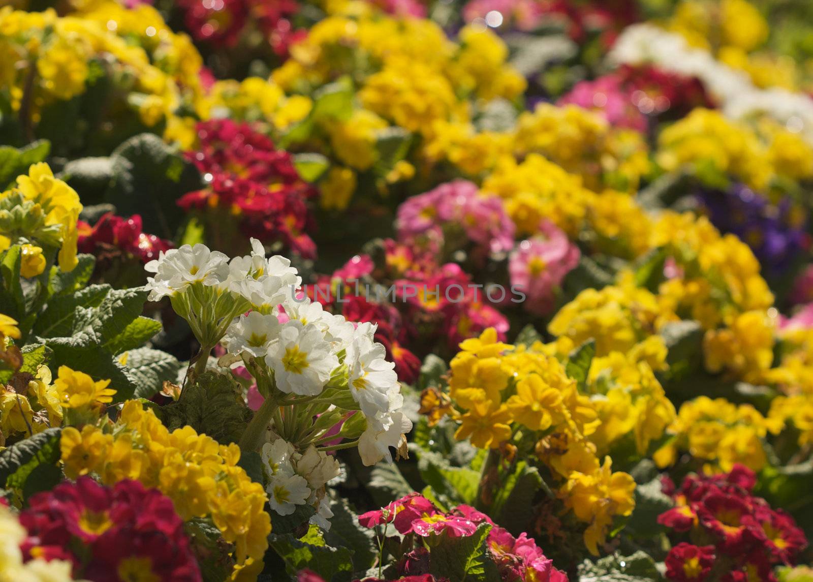 Spring Flower Bed Backlit in the Morning Light.