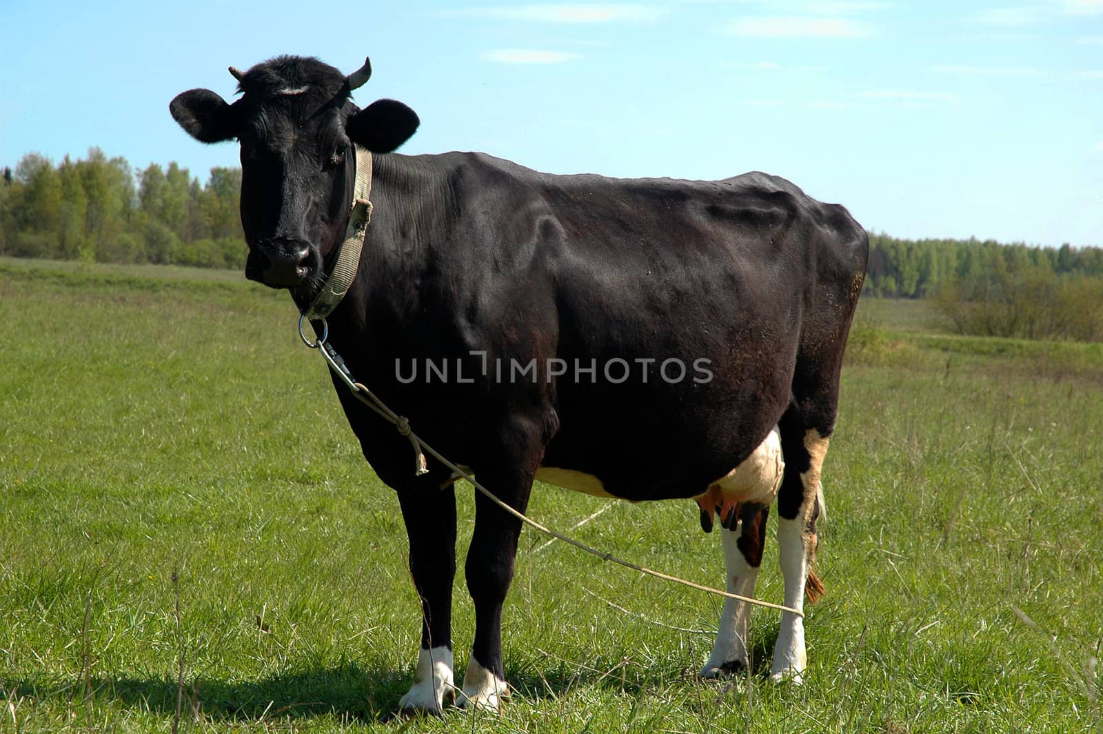 black cow at the grass