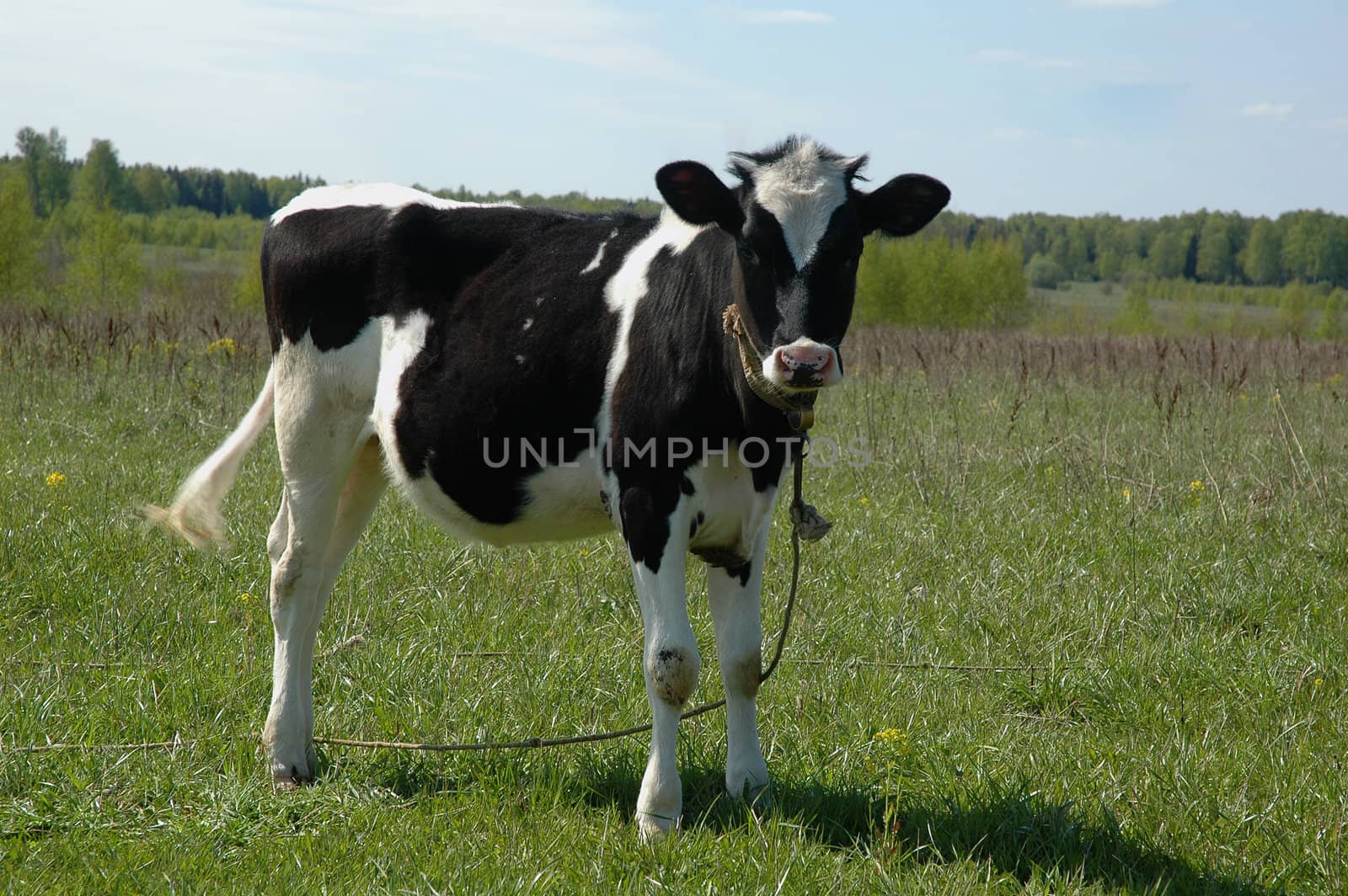 blask and white calf in field  by OlgaDrozd