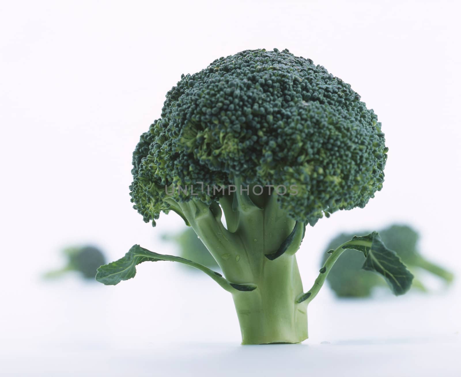 Broccoli by romanshyshak